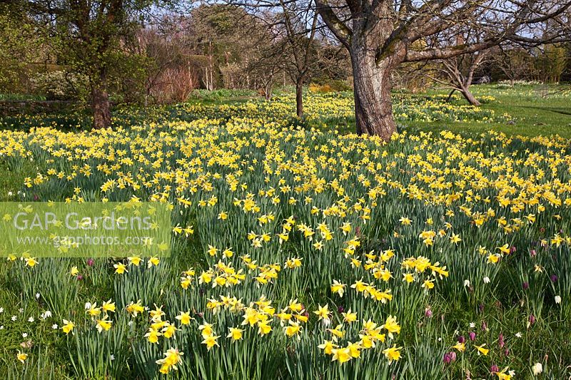 Historical Narcissi naturalised in grass at Great Dixter - Daffodils. Mandatory credit Jo Whitworth