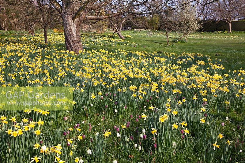 Historical Narcissi naturalised in grass at Great Dixter - Daffodils. Mandatory credit Jo Whitworth