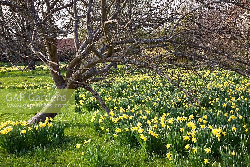 Historical Narcissus naturalised in grass at Great Dixter - Daffodils. Mandatory credit Jo Whitworth