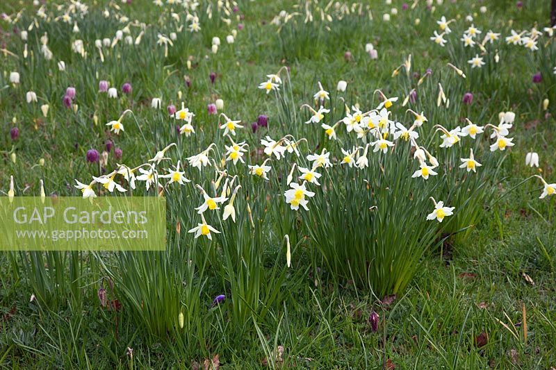Historical Narcissi naturalised with fritillaries in grass at Great Dixter - Daffodils. Mandatory credit Jo Whitworth