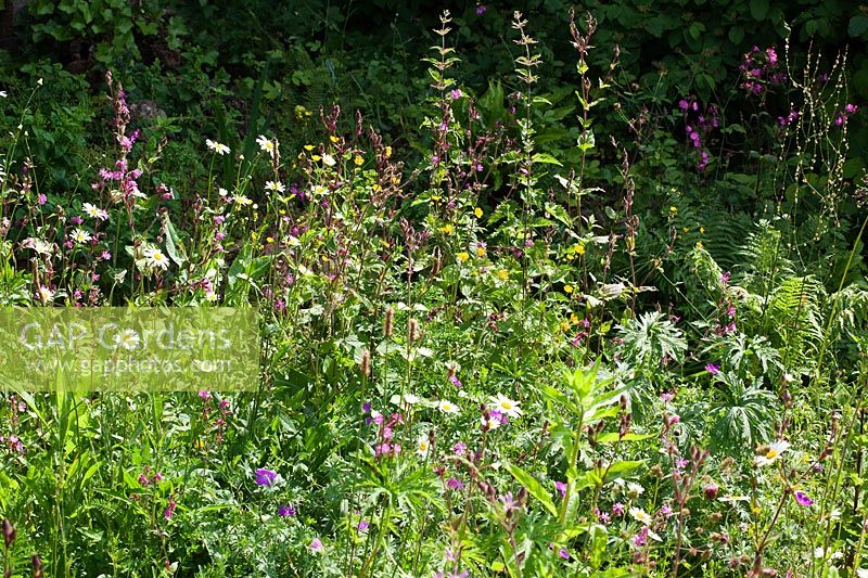 Wildlife habitat garden with planting including Leucanthemum vulgare - Ox-eye Daisies, Silene dioica - Red Campion and Geranium