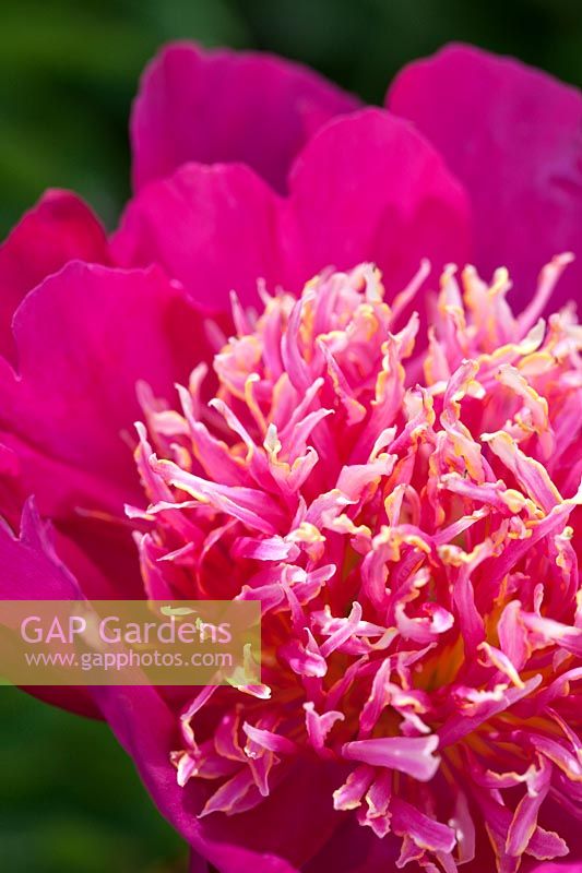 Close up of Magenta pink double Paeonia flower - Anemone flowered Peony