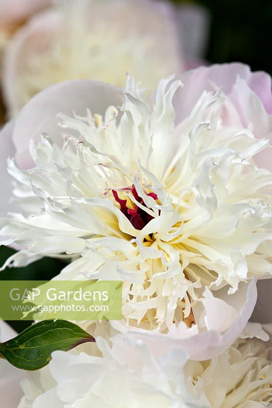 White Paeonia flower - Peony