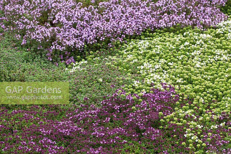 Lawn of mixed Thyme varieties including Thymus serpyllum 'Snowdrift' and Thymus pseudolanuginosus - Thyme carpet