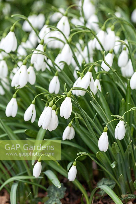 Galanthus 'Magnet' - Snowdrops