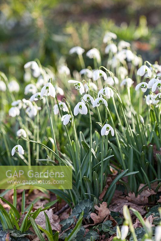 Galanthus 'Flore Pleno' - Snowdrops