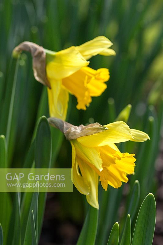 Narcissus 'Rijnveld's Early Sensation' - Daffodils