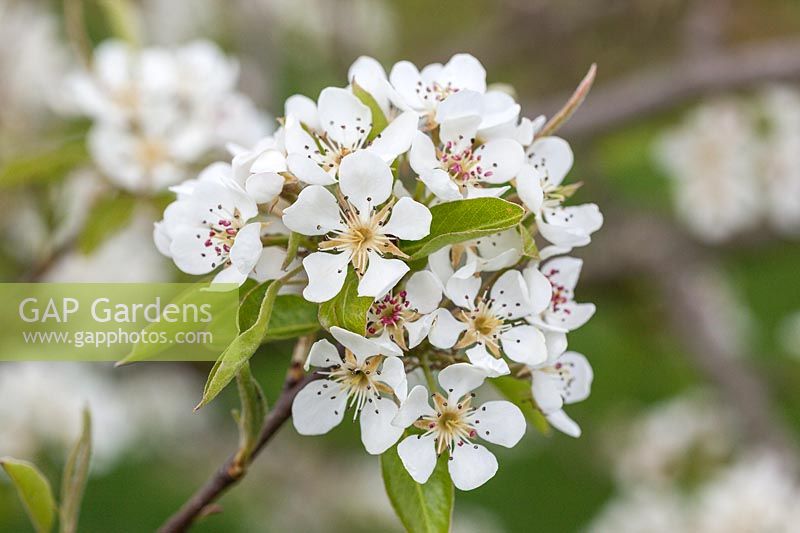 Pear blossom 'Louise Bonne of Jersey' ( AGM )