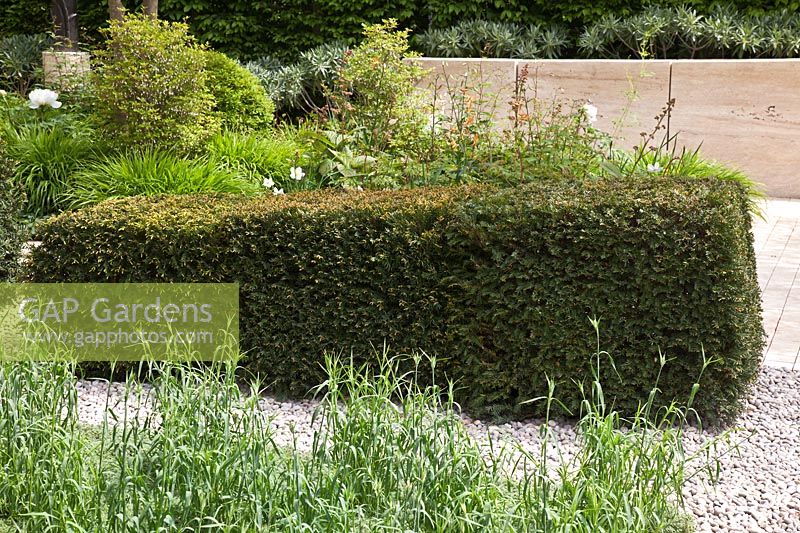 A wedge shaped hedge of Taxus baccata ( Yew ). RHS Chelsea Flower Show. The Laurent-Perrier Garden. Designer : Ulf Nordfjell
