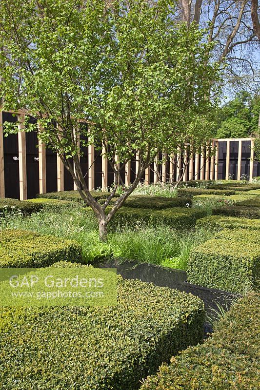 Low hedges of Taxus baccata - Yew - with grasses, Corylus avellana - Hazel. The Telegraph Garden, RHS Chelsea Flower Show