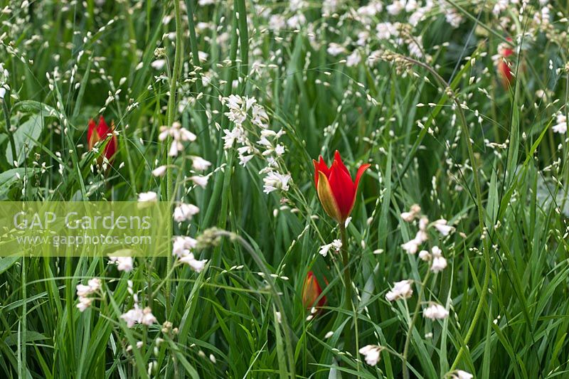 Planting combination of Tulipa sprengeri, Heuchera, Melica altissima 'Alba' Designer Christopher Bradley-Hole, RHS Chelsea Show