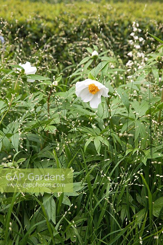 Paeonia emodi with Melica altissima 'Alba'. The Telegraph Garden, RHS Chelsea Flower Show. Designer: Christopher Bradley-Hole