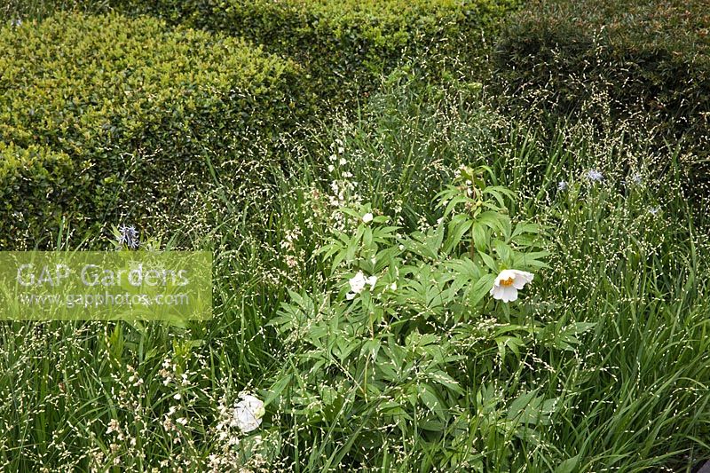 The Telegraph Garden, RHS Chelsea Flower Show. Designer: Christopher Bradley-Hole. Melica altissima 'Alba', Paeonia emodi, Yew