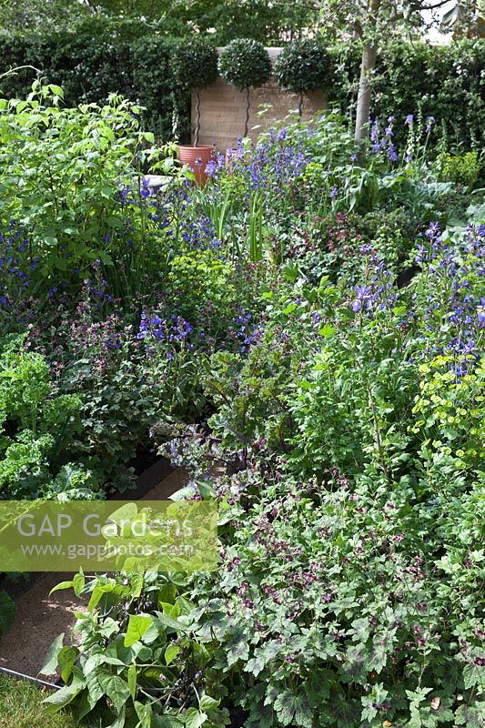 The Homebase Garden, RHS Chelsea Flower Show. Designer Adam Frost. A productive cottage garden.