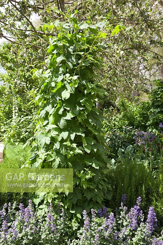 The Homebase Garden, RHS Chelsea Flower Show. Sponsor: Homebase. Designer: Adam Frost. Humulus lupulus ( Hop ), Nepeta ( Catmint )