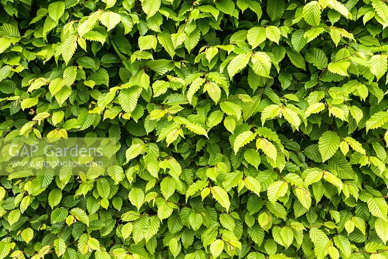 Carpinus betulus - Hornbeam hedge