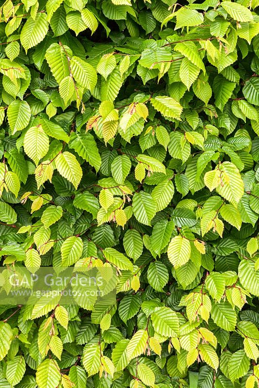 Carpinus betulus - Hornbeam hedge