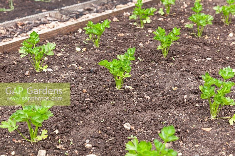 Celeriac 'Prinz' - Apium graveolens var rapaceum