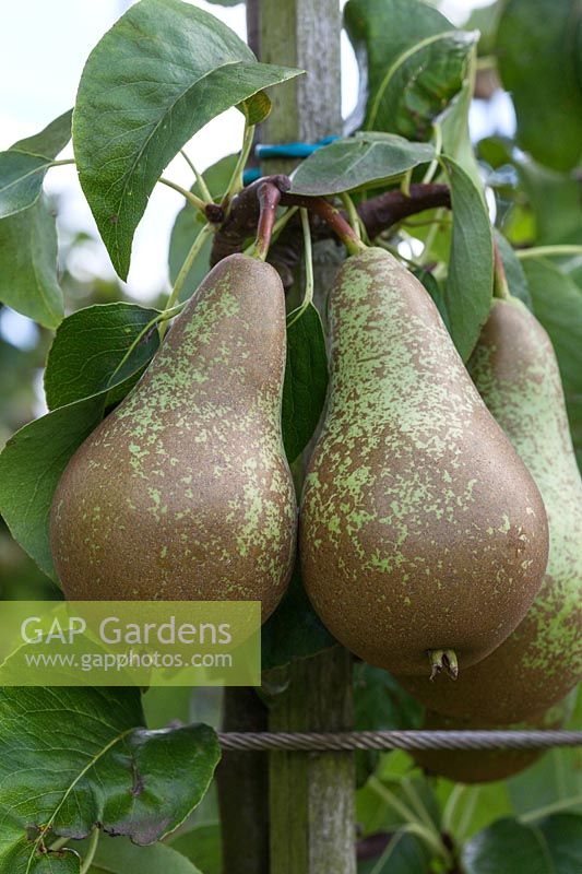 Pear 'Conference' on tree