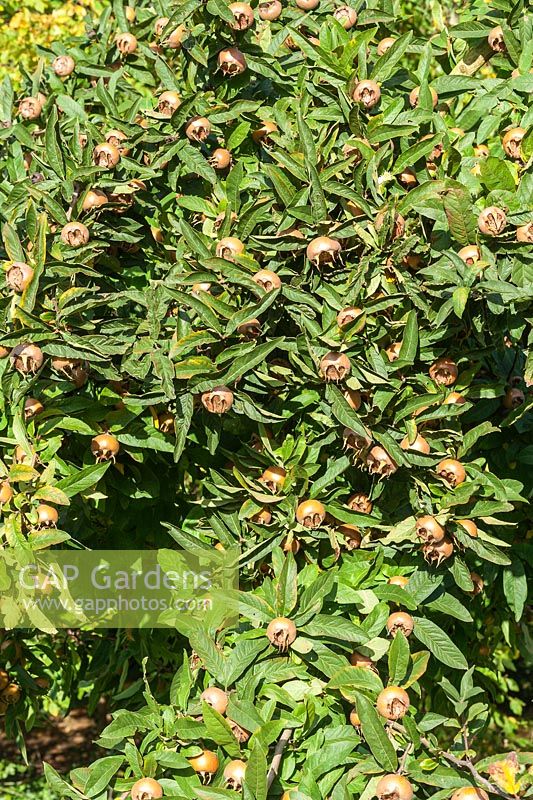 Mespilus germanica 'Bredase Reus' - Medlar fruit
