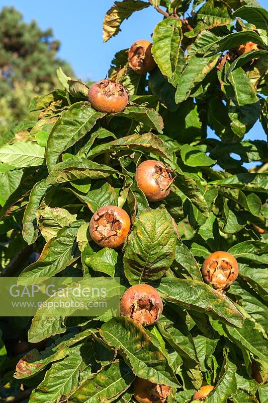 Mespilus germanica 'Nottingham' - Medlar fruit