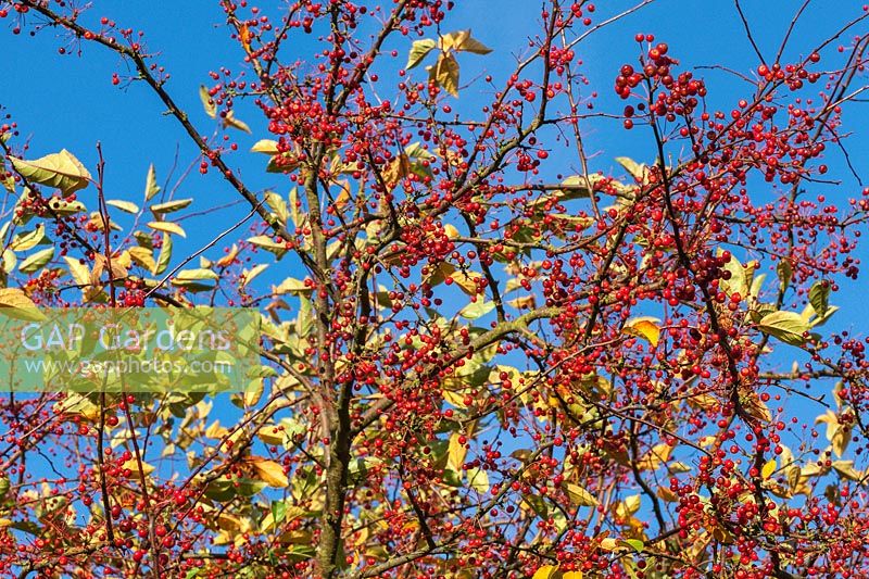 Malus toringo - Crab apple tree berries in autumn