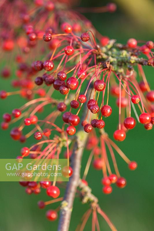Malus toringo var. arborescens - Crab apple tree berries in autumn