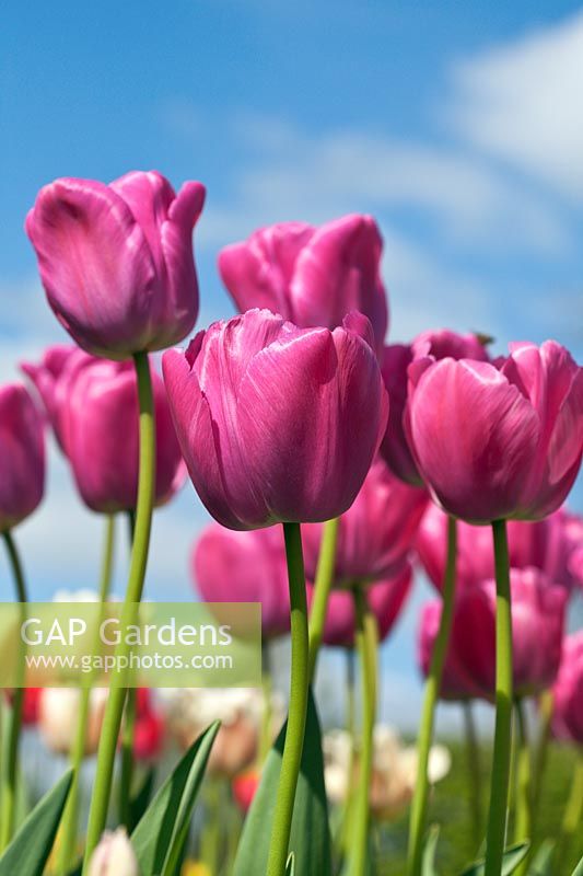 Tulipa - A group of crimson coloured Tulips flowering against a blue sky in spring