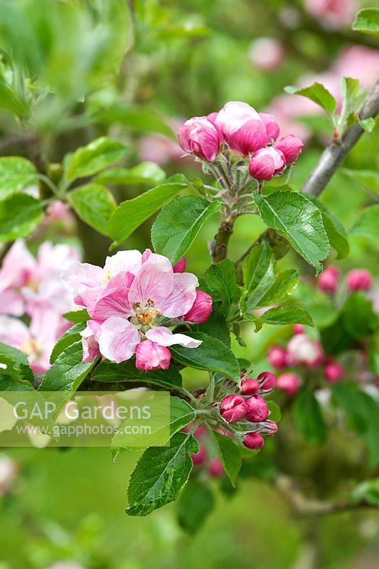 Malus domestica 'Oxford Hoard' - Apple tree in blossom