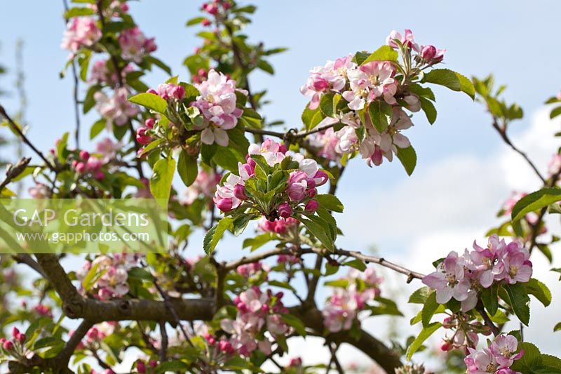 Malus domestica 'Cox's Orange Pippin' - Apple tree in blossom