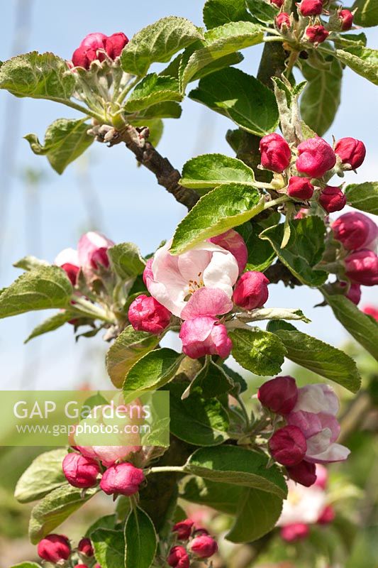 Malus domestica 'Lord Derby' - Apple tree in blossom