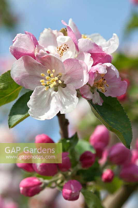 Malus domestica - Apple tree in blossom with blue sky