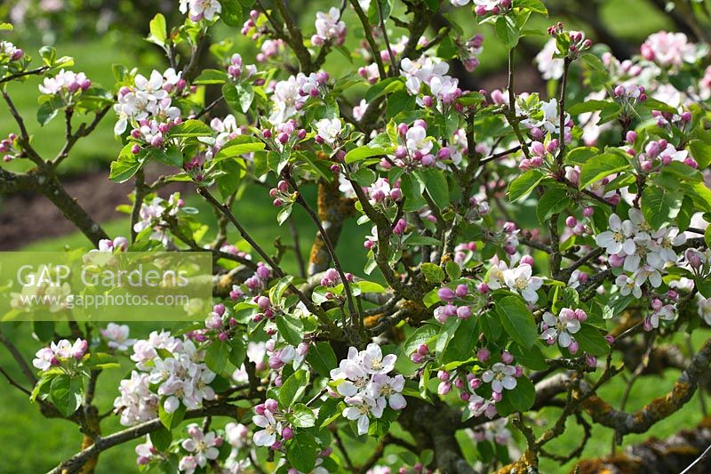 Malus domestica 'Laxton's Fortune' - Apple tree in blossom