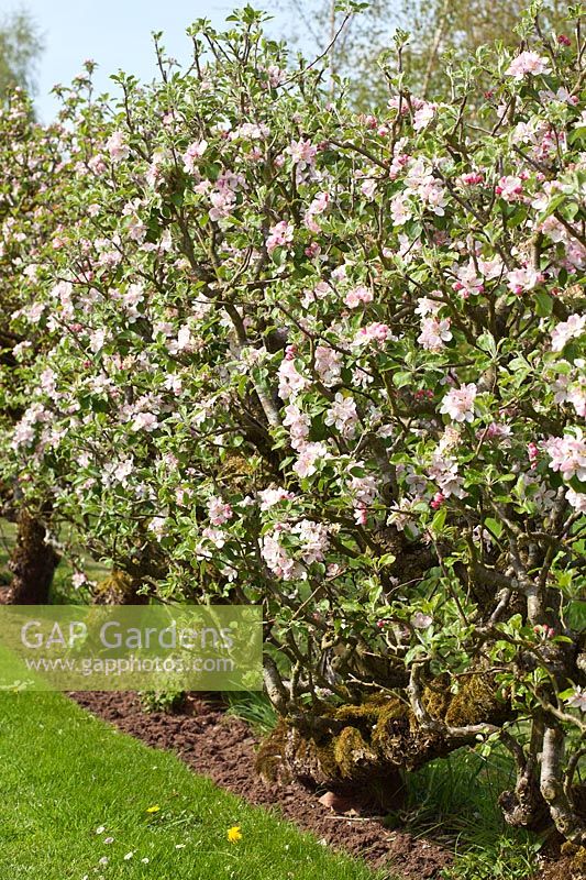 Malus domestica 'Laxton's Fortune' and 'Laxton's Exquisite' - a row of 70 year old Cordon Apple trees in blossom
