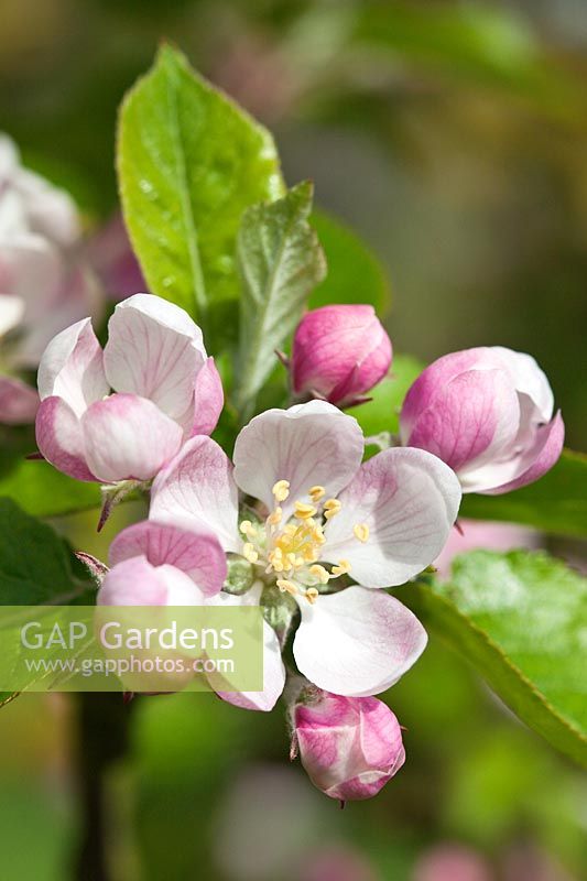 Malus domestica 'Lord Lambourne' - Apple blossom