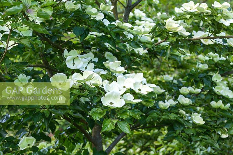 Cornus x elwinortonii Venus ( 'Kn30-8' ) ( Jersey Star Series ) - Flowering Dogwood