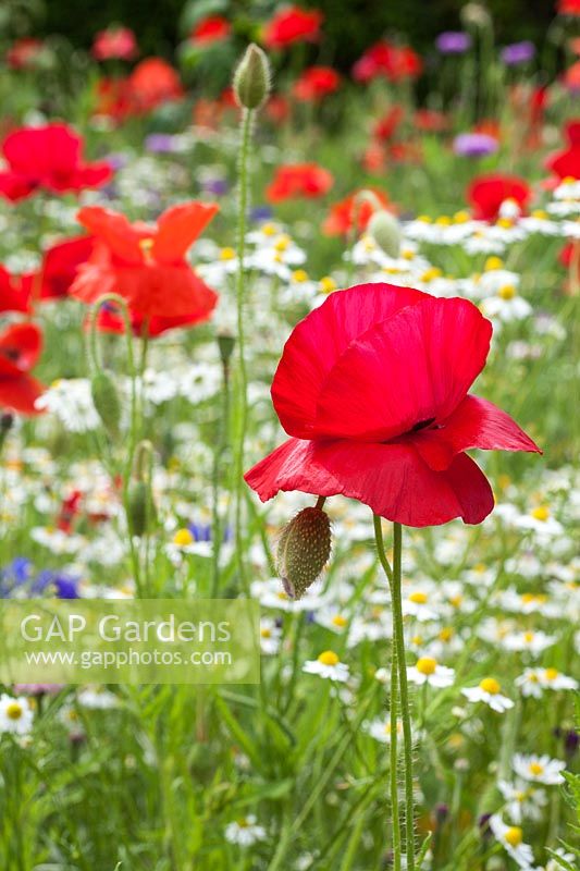 Papaver rhoeas - scarlet Poppy - in wild flower meadow, RHS Gardens Wisley