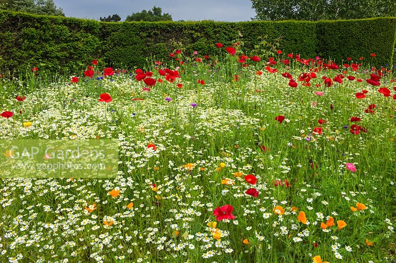 Annual wild flower meadow including Poppies, Californian Poppies, Scentless Mayweed. RHS Gardens Wisley