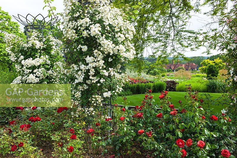 White Rambling roses Rosa 'Rambling Rector' and 'Seagull' with Rosa Red Pearl 'Jaccrimb'. RHS Gardens Wisley in early summer