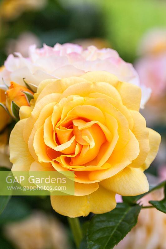 Rosa Absolutely Fabulous 'Wekvossutono' - a yellow floribunda rose. Rose of The Year 2010. AGM Award of Garden Merit