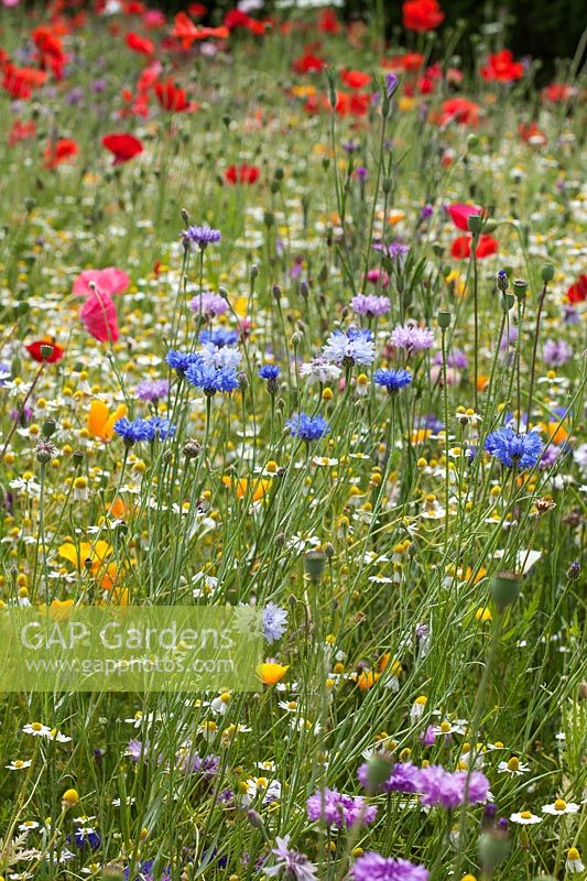 Wild flower garden meadow mix with Cornflowers red Field Poppies and Corn Chamomile. RHS Gardens Wisley
