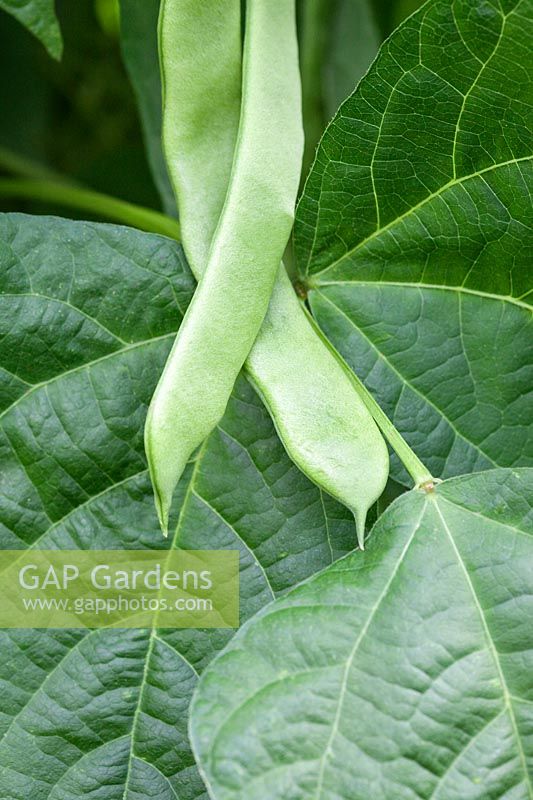 Climbing French Bean 'Northeaster' - flat green bean