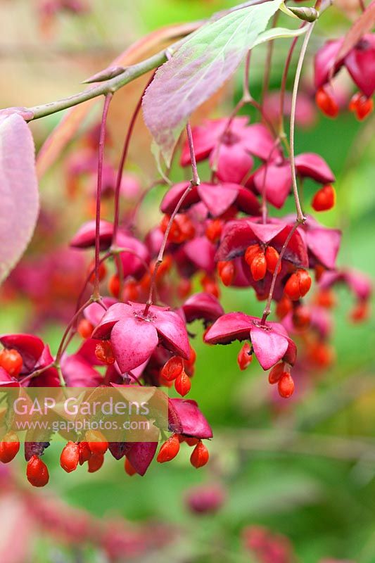 Euonymus planipes colourful fruit in autumn - Flat-stalked Spindle tree