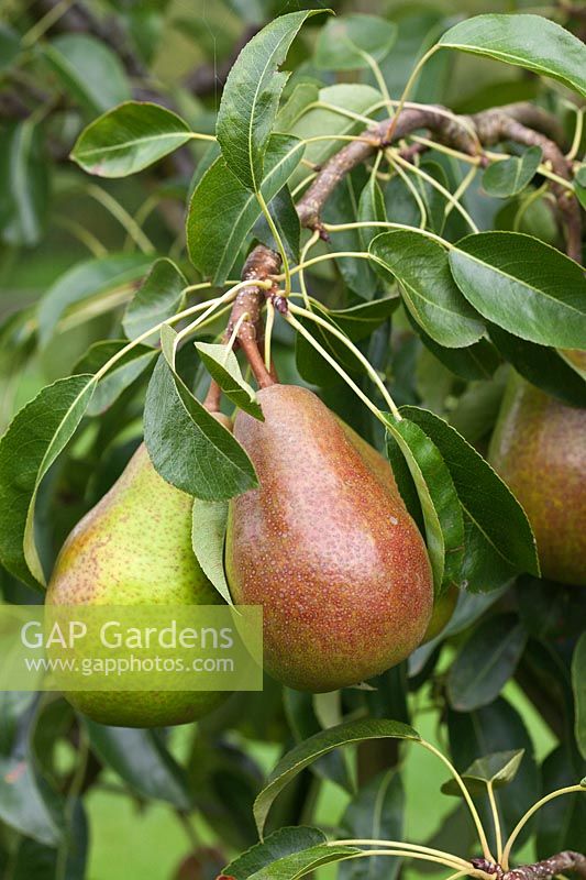 Pyrus communis 'Louise Bonne of Jersey' - Pear ripening on the tree