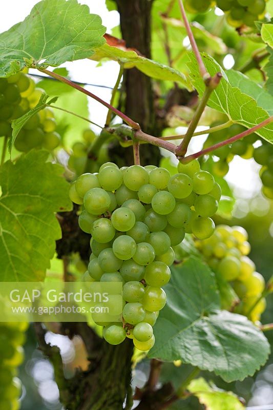 Vitis 'Seyval Blanc' - wine grape growing outdoors in the UK