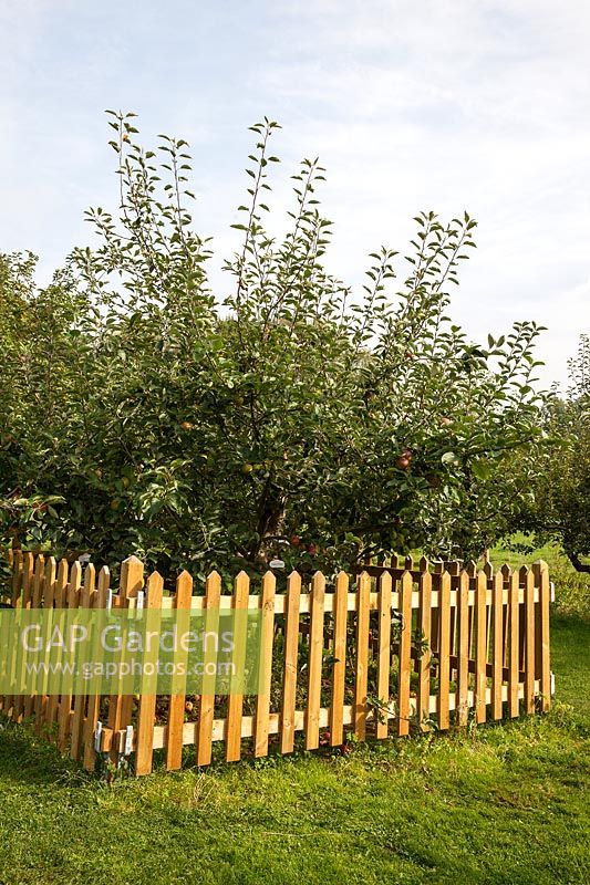 'Family' Apple tree grafted with 45 different varieties of apples. Waterperry Gardens, Oxfordshire