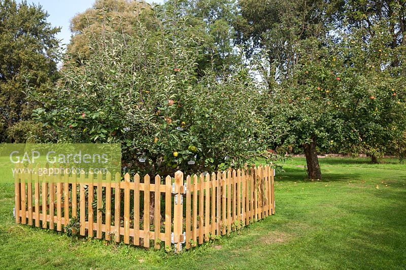 'Family' Apple tree grafted with 45 different varieties of apples. Waterperry Gardens, Oxfordshire