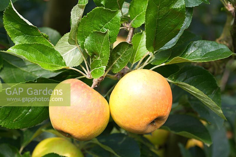Malus domestica - Apple 'Rosemary Russett' ( AGM )