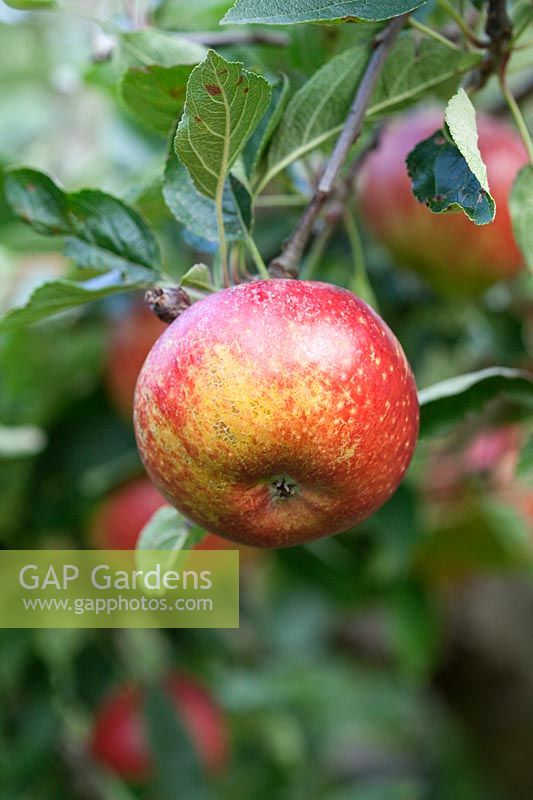 Malus domestica - Apple 'Ingrid Marie' on tree