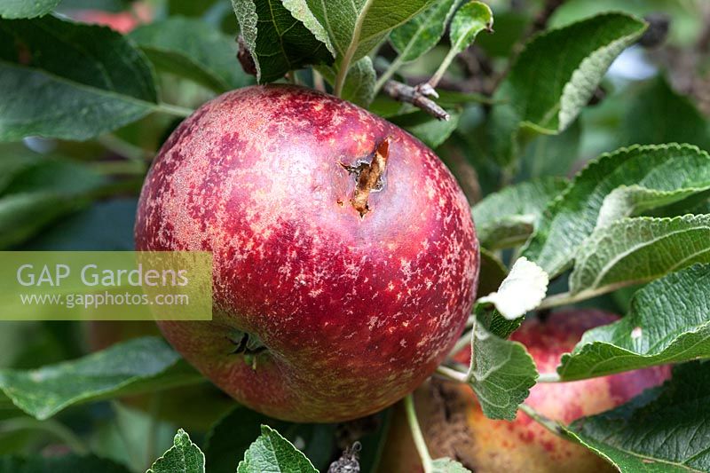 Malus domestica - Apple 'Ingrid Marie' with bird peck damage